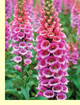 Наперстянка пурпуровая (Digitalis purpurea L.) Наперстянка пурпуровая (Digitalis purpurea L.)